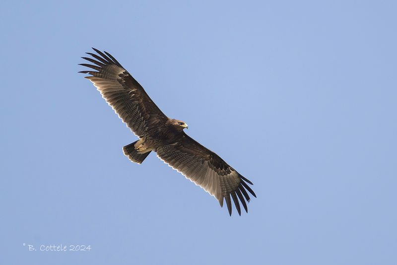 Bastaardarend - Greater spotted eagle - Clanga clanga