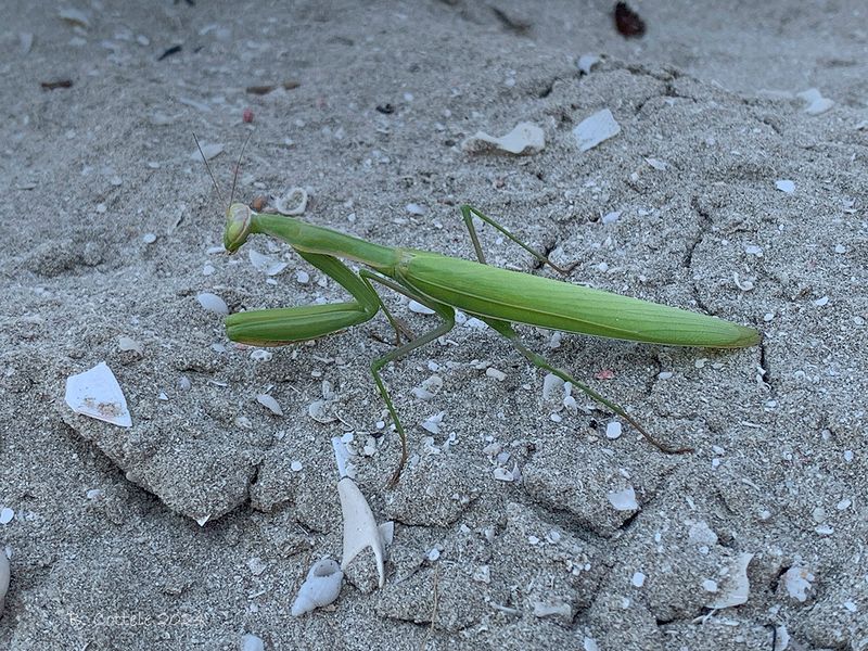 Europese bidsprinkhaan - European mantis - Mantis religiosa