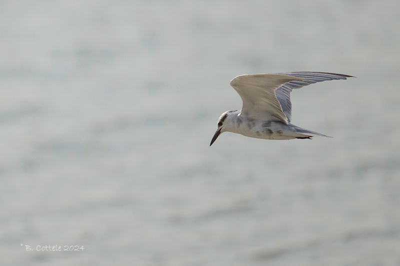 Witwangstern - Whiskered tern - Chlidonias hybrida