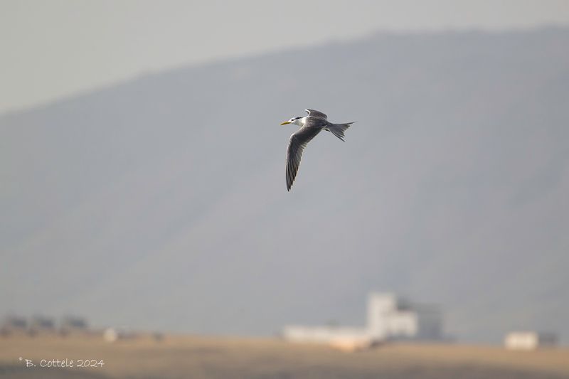 Grote Kuifstern - Great crested tern - Thalasseus bergii