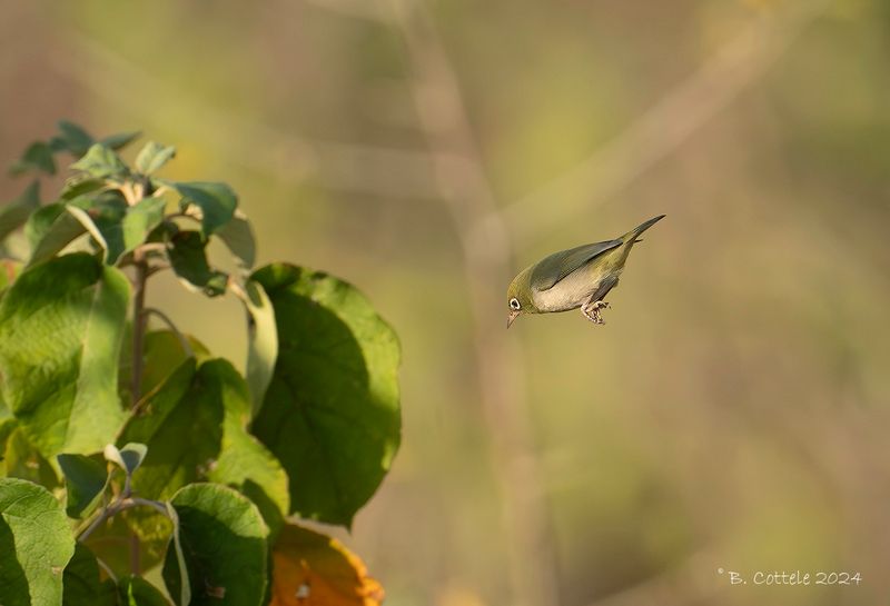 Somalische brilvogel - Abyssinian white-eye - Zosterops abyssinicus