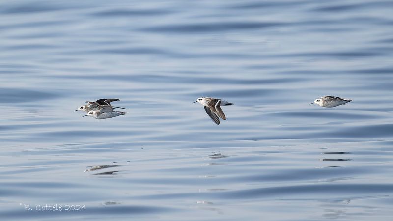 Grauwe franjepoot - Red-necked phalarope - Phalaropus lobatus