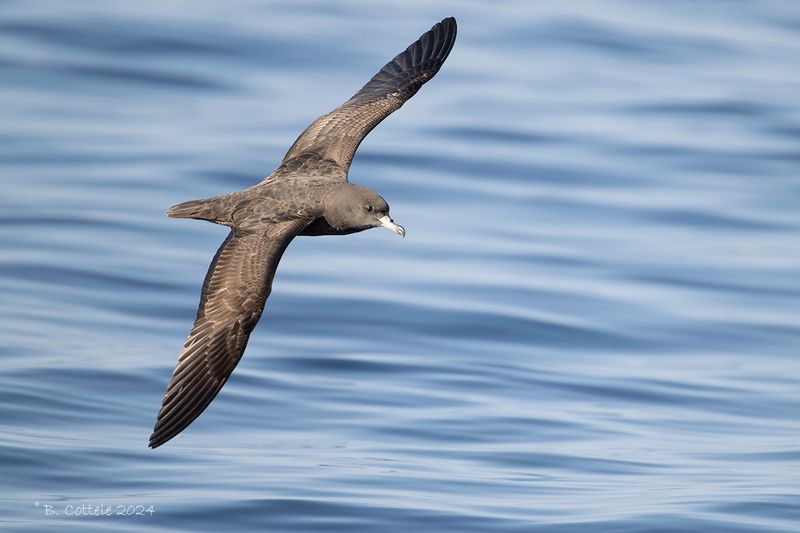 Australische grote pijlstormvogel - Flesh-footed shearwater - Ardenna carneipes