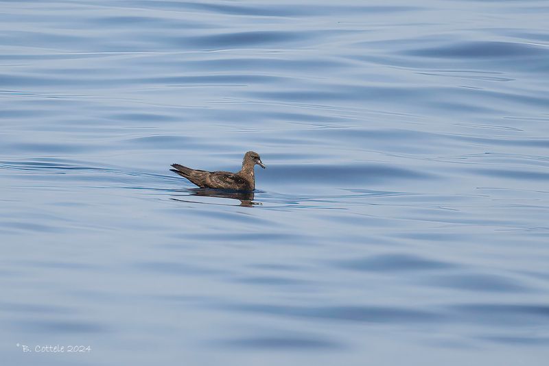 Jouanins stormvogel - Jouanin's petrel - Bulweria fallax