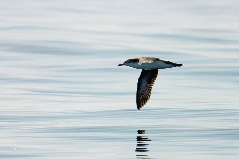 Perzische kleine pijlstormvogel - Persian shearwater - Puffinus persicus