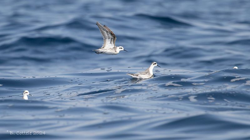 Grauwe franjepoot - Red-necked phalarope - Phalaropus lobatus