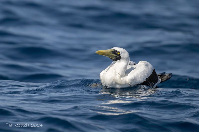 Maskergent - Masked booby - Sula dactylatra