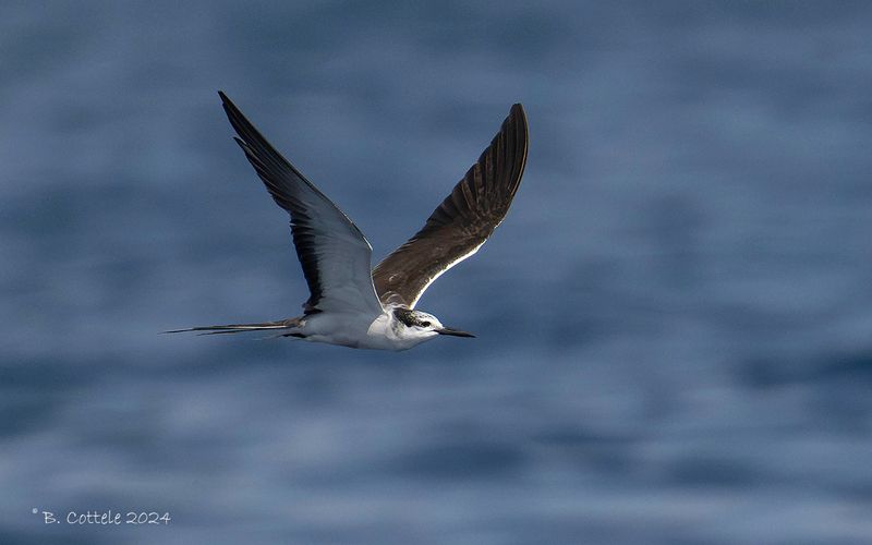 Brilstern - Bridled tern - Onychoprion anaethetus