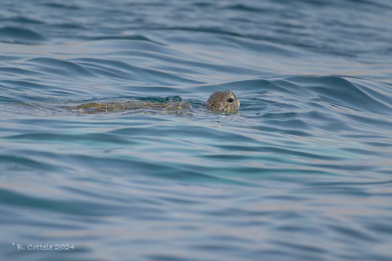 Soepschildpad - Green sea turtle - Chelonia mydas
