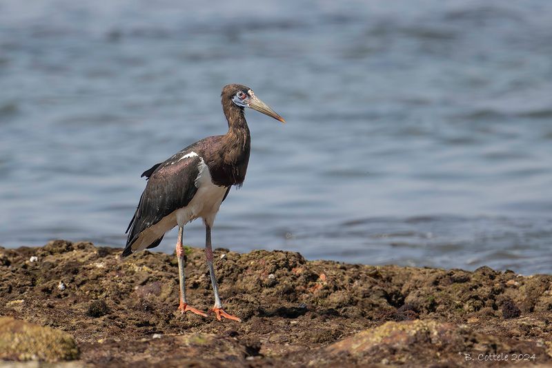 Abdims ooievaar - Abdim's stork - Ciconia abdimii