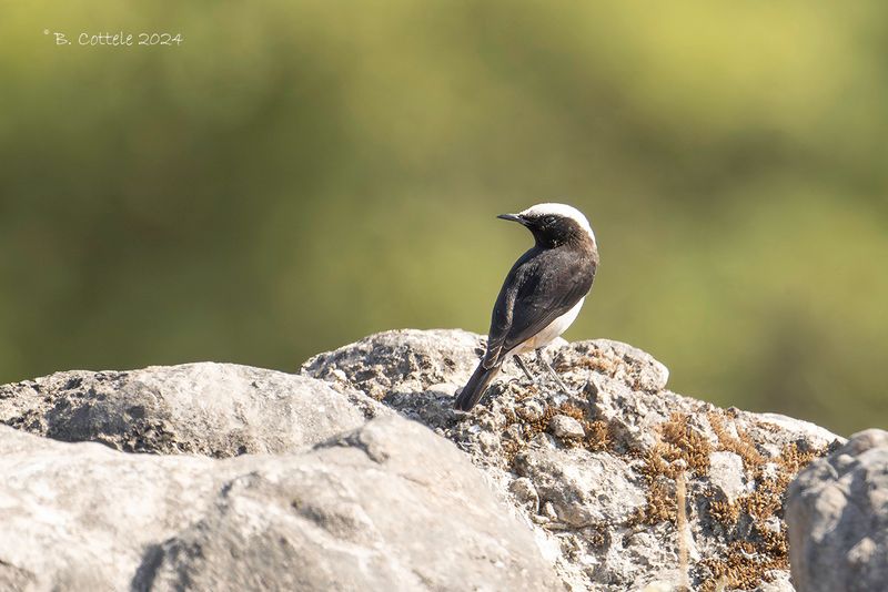 Arabische rouwtapuit - Arabian wheatear - Oenanthe lugentoides