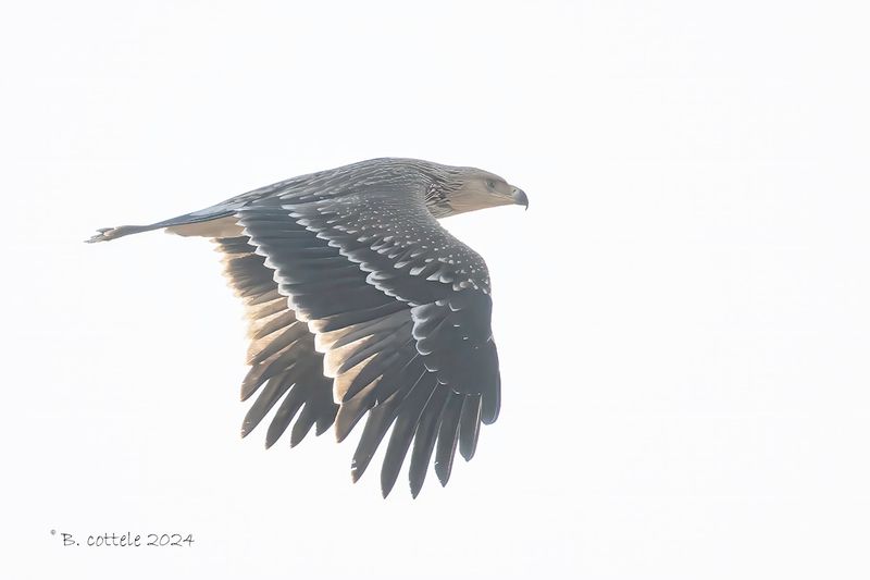 Keizerarend - Eastern imperial eagle - Aquila heliaca