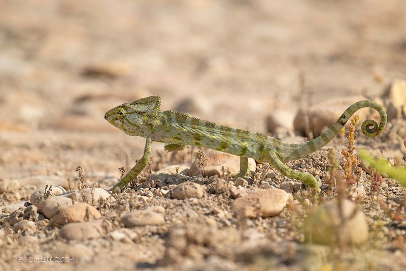 Arabische kameleon - Arabian chameleon - Chamaeleo arabicus