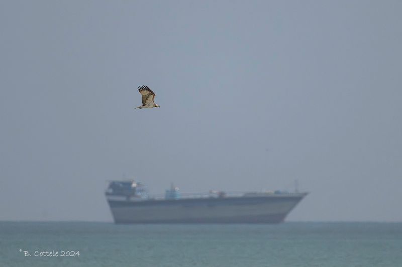 Visarend - Osprey - Pandion haliaetus