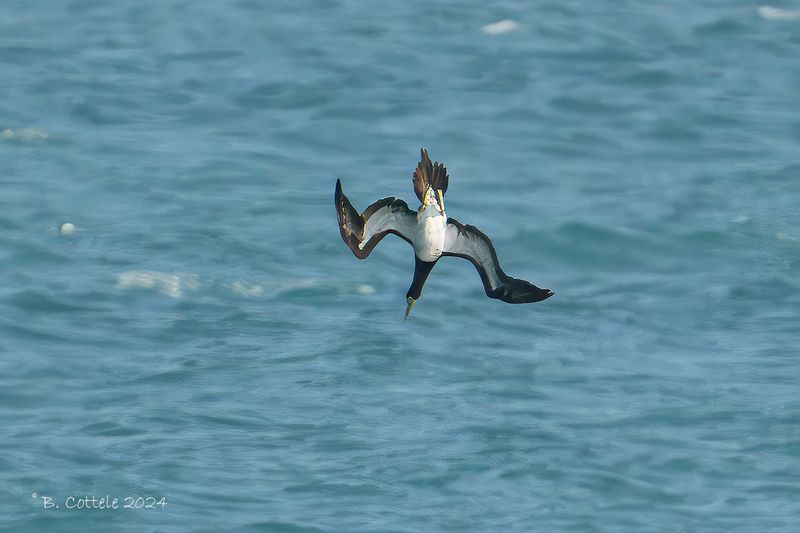 Bruine gent - Brown booby - Sula leucogaster