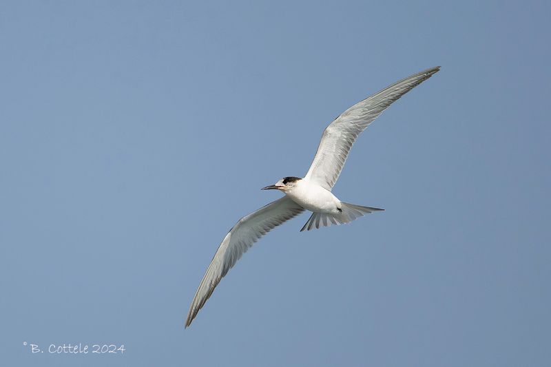 Visdief - Common tern - Sterna hirundo