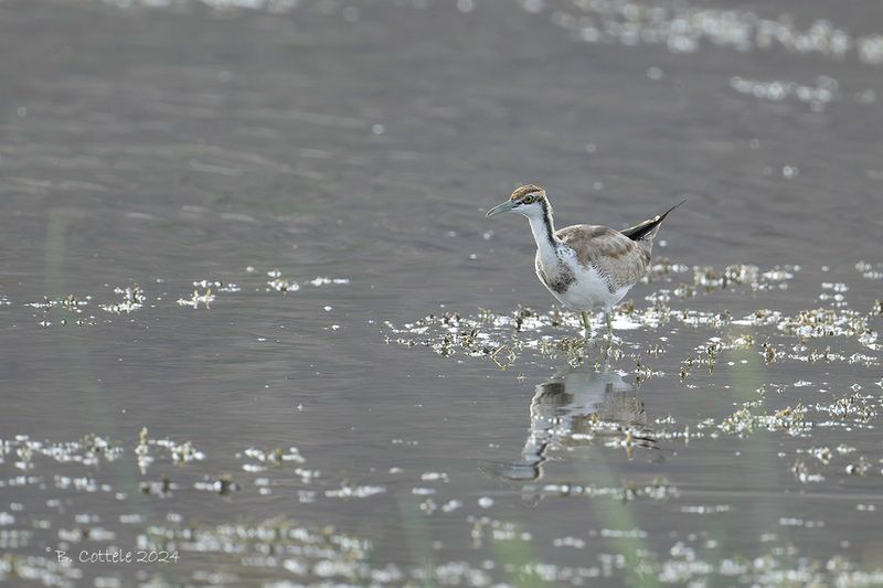 Waterfazant - Pheasant-tailed jacana - Hydrophasianus chirurgus