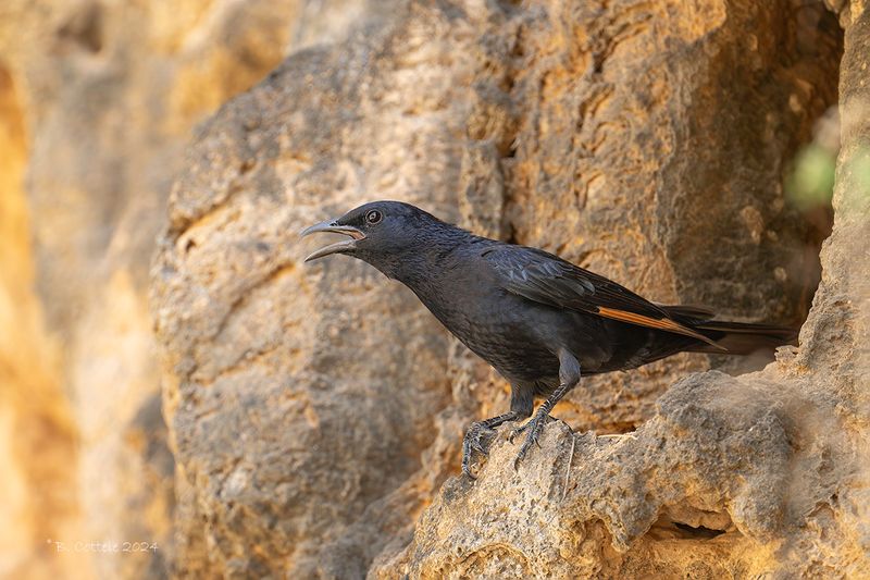 Tristrams spreeuw - Tristram's starling - Onychognathus tristramii
