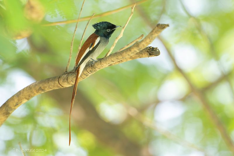 Afrikaanse paradijsmonarch - African paradise flycatcher - Terpsiphone viridis