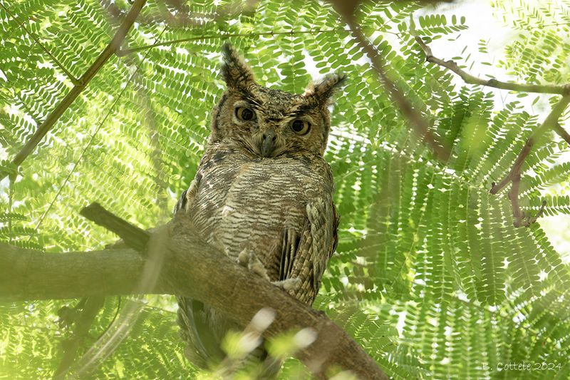 Arabische oehoe - Arabian eagle-owl - Bubo milesi