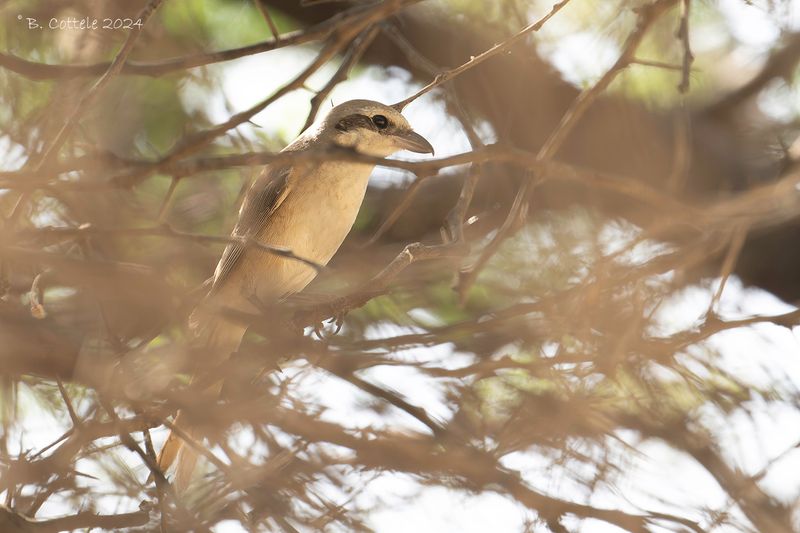 Daurische klauwier - Isabelline shrike - Lanius isabellinus