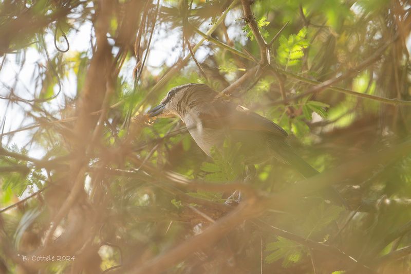 Zwartkruintsjagra - Black-crowned tchagra - Tchagra senegalus