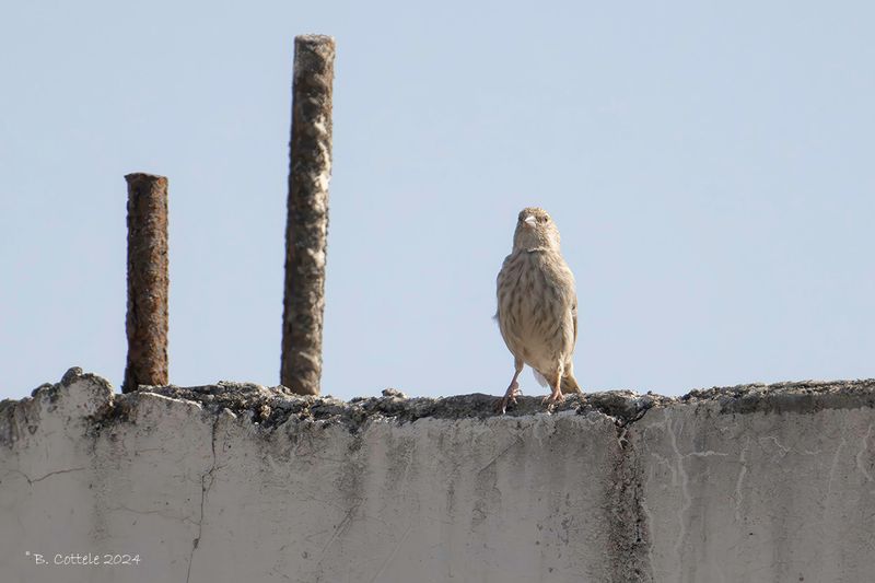 Jemenitische kanarie - Yemen serin - Crithagra menachensis