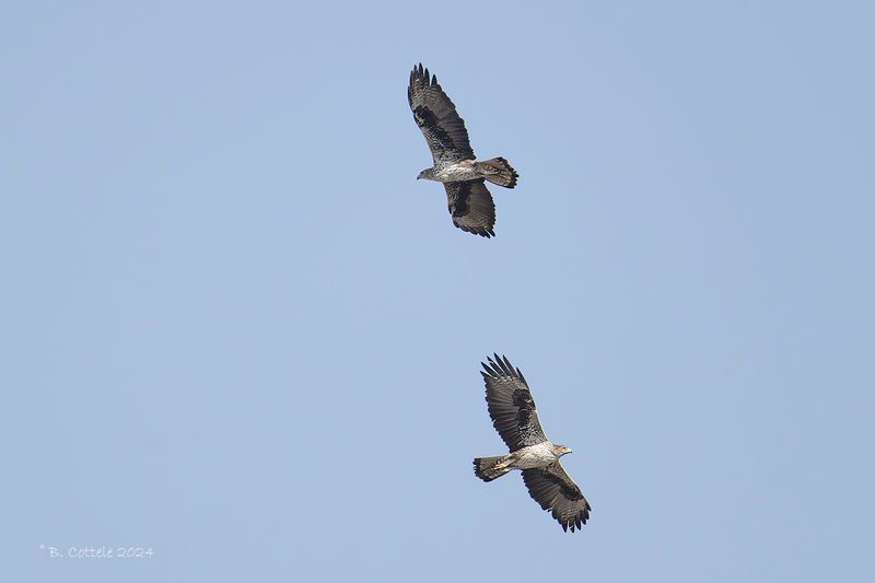 Havikarend Bonelli's eagle - Aquila fasciata