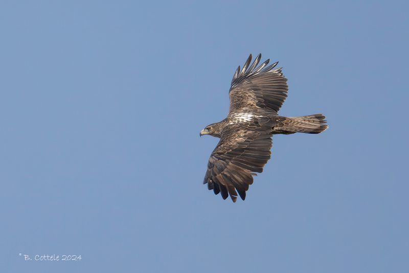 Havikarend - Bonelli's eagle - Aquila fasciata