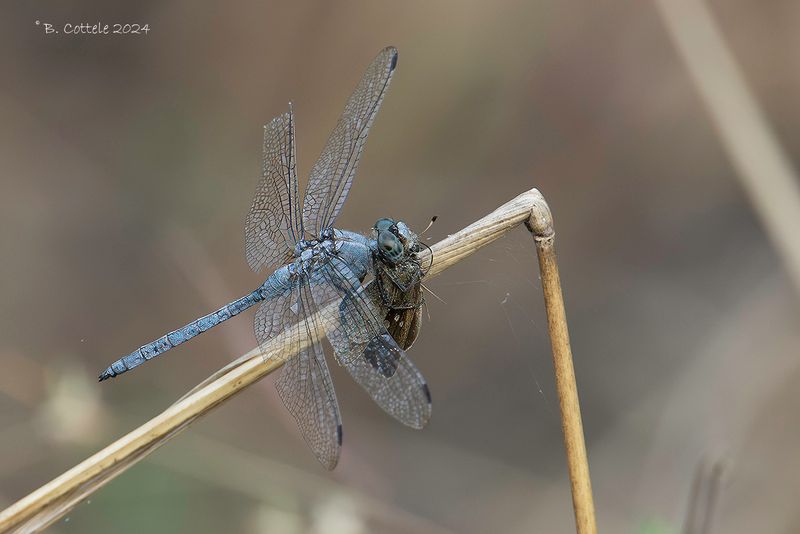 Woestijnoeverlibel - Desert skimmer - Orthetrum ransonnetii