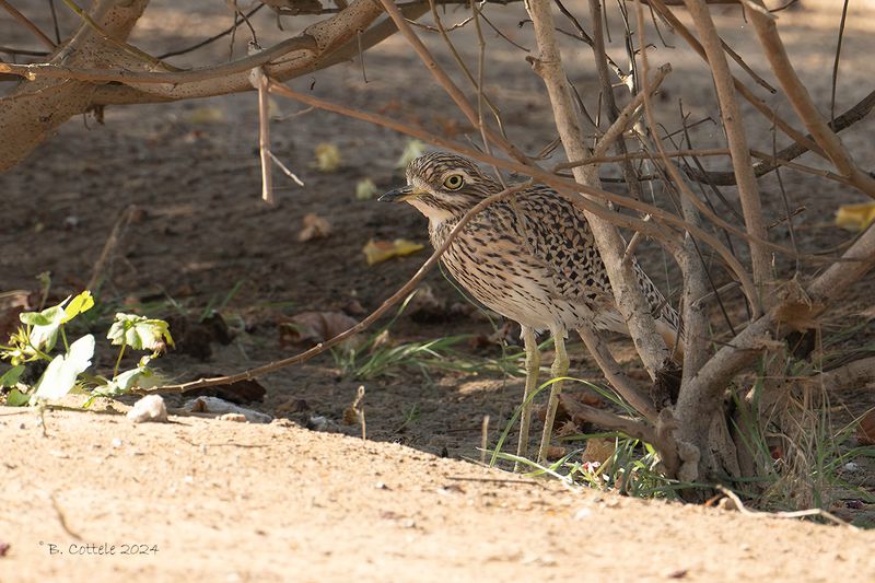 Kaapse griel - Spotted thick-knee - Burhinus capensis