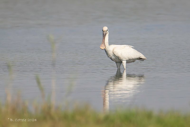 Lepelaar - Eurasian spoonbill - Platalea leucorodia