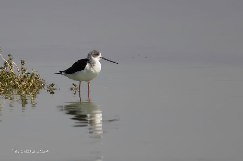 Steltkluut - Black-winged stilt - Himantopus himantopus