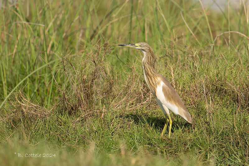 Indische ralreiger - Indian pond heron - Ardeola grayii