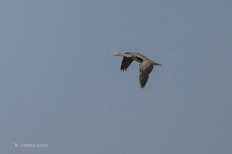 Arabische aalscholver - Socotra cormorant - Phalacrocorax nigrogularis