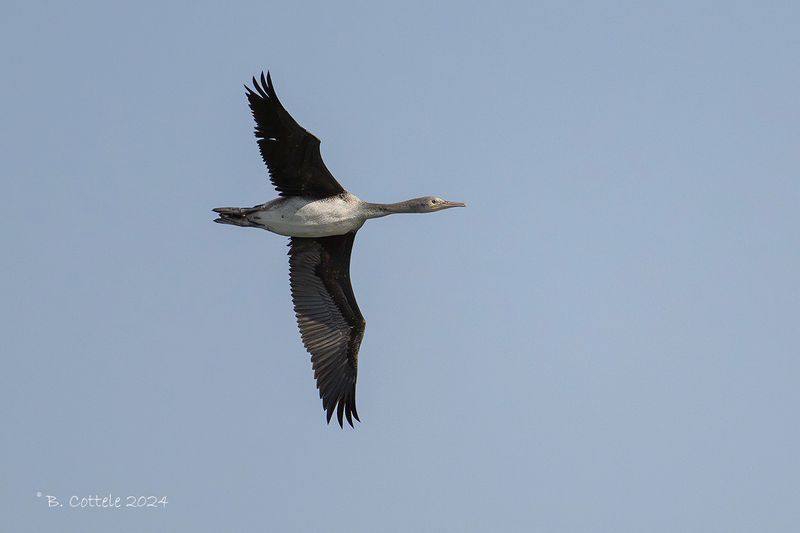 Arabische aalscholver - Socotra cormorant - Phalacrocorax nigrogularis
