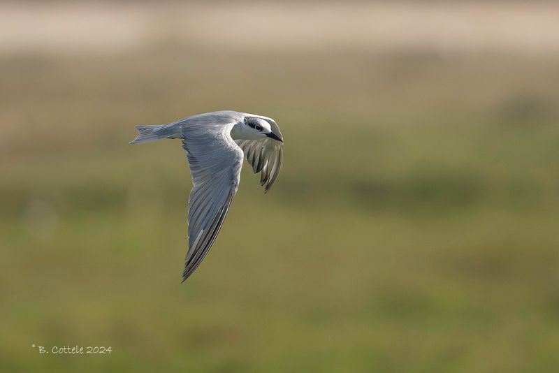 Witwangstern - Whiskered tern - Chlidonias hybrida