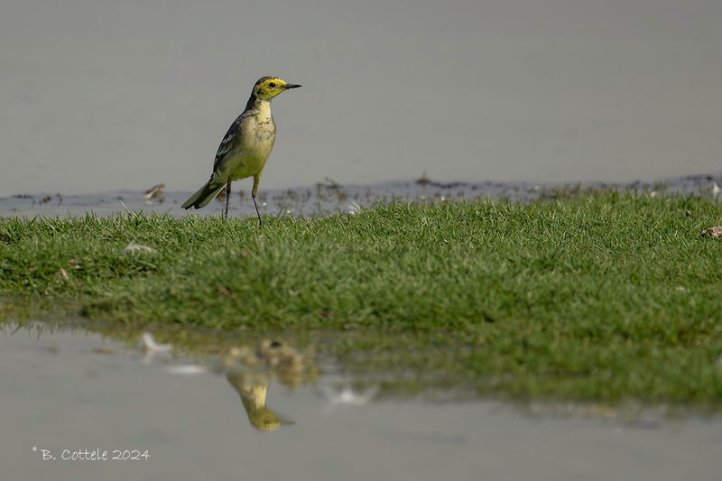 Citroenkwikstaart - Citrine wagtail - Motacilla citreola