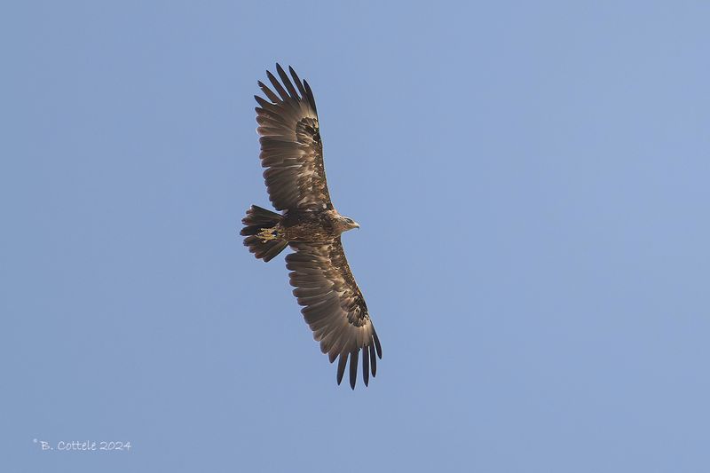 Bastaardarend - Greater spotted eagle - Clanga clanga