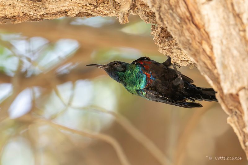 Arabische honingzuiger - Arabian sunbird - Cinnyris hellmayri