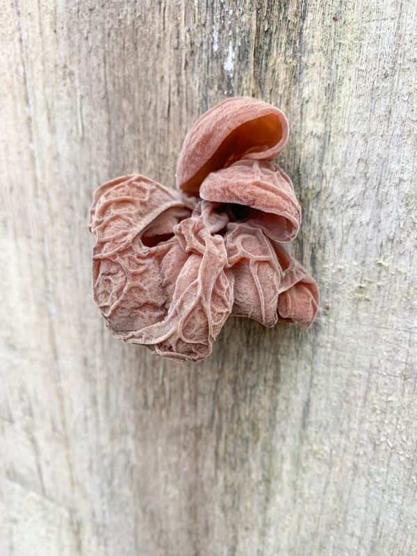 Echt judasoor - Wood ear - Auricularia auricula-judae