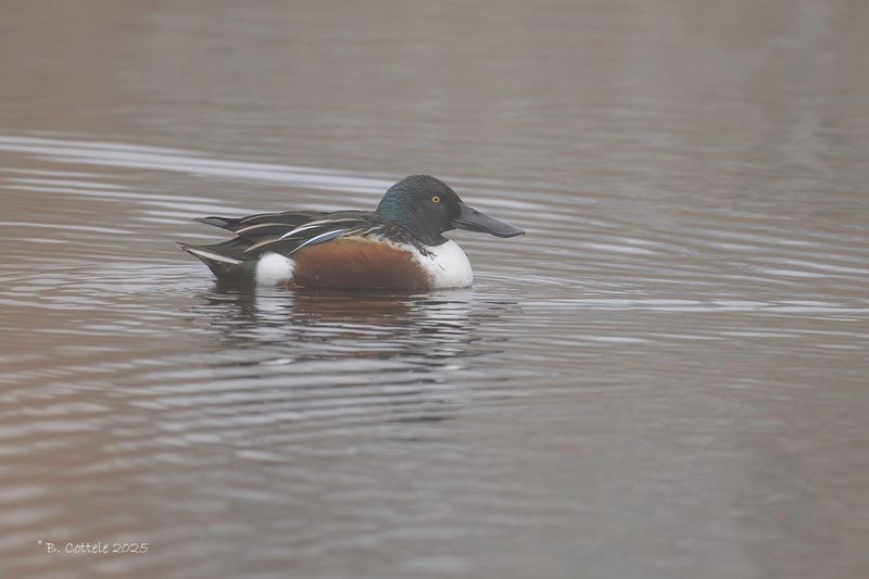 Slobeend - Northern shoveler - Spatula clypeata