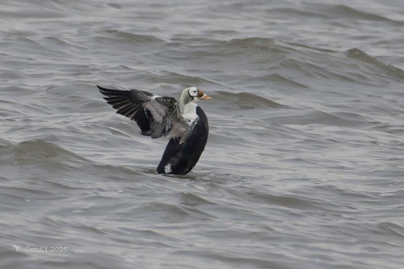 Brileider - Spectacled eider - Somateria fischeri