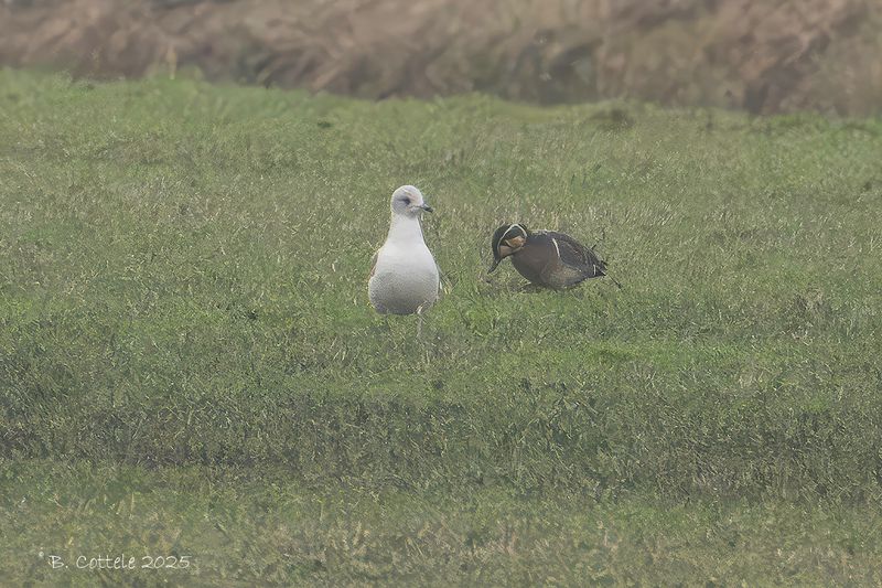 Siberische taling - Baikal teal - Sibironetta formosa