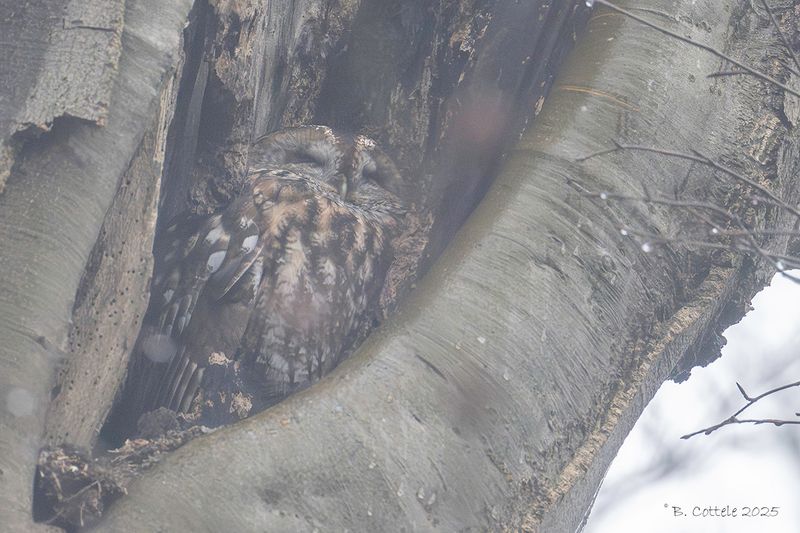 Bosuil - Tawny owl - Strix aluco