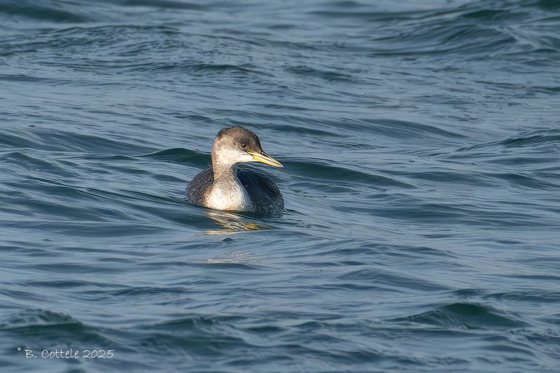 Roodhalsfuut - Red-necked grebe - Podiceps grisegena