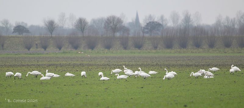 Kleine zwaan - Bewick's swan - Cygnus bewickii