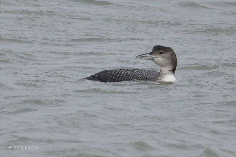 IJsduiker - Great northern diver - Gavia immer