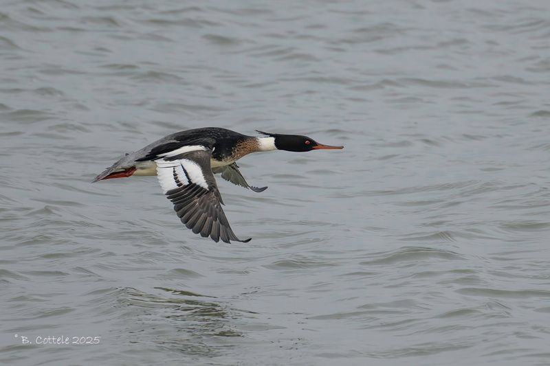 Middelste zaagbek - Red-breasted merganser - Mergus serrator