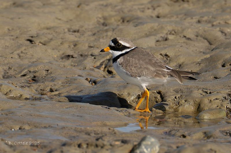 Bontbekplevier - Common ringed plover - Charadrius hiaticula